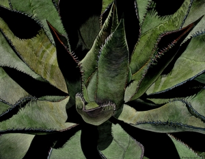 Agave