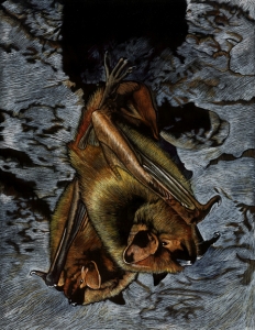 Brown Bats