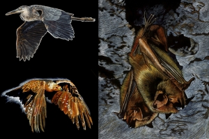 Pahvant Heritage Valley Trail