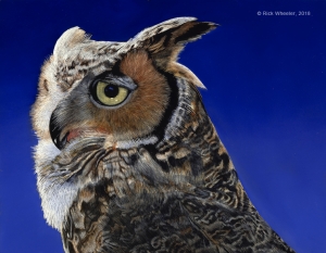 Great Horned Owl