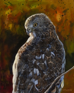 Cooper's Hawk, Early Morning Hunter