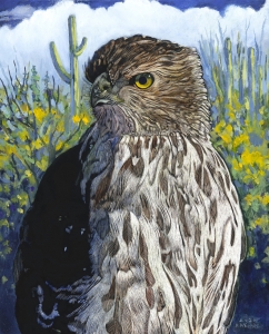 Cooper's Hawk, Sonoran Desert Morning