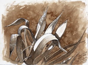 Agave Study